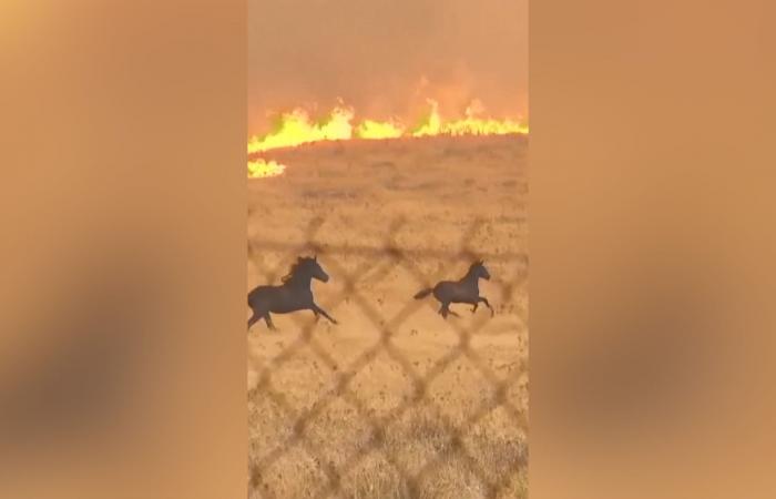 بالبلدي: شاهد خيولًا تفر من ألسنة اللهب مع انتشار حرائق غابات قرب أثينا