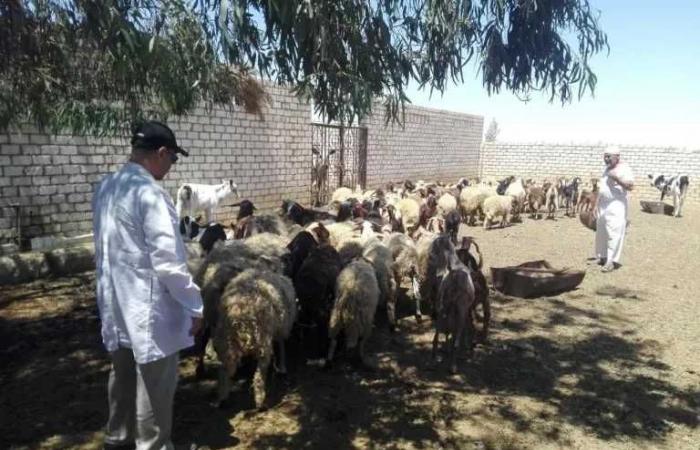 بحوث
      الصحراء
      ينفذ
      قافلة
      بيطرية
      لدعم
      الثروة
      الحيوانية
      بمنطقة
      المغرة