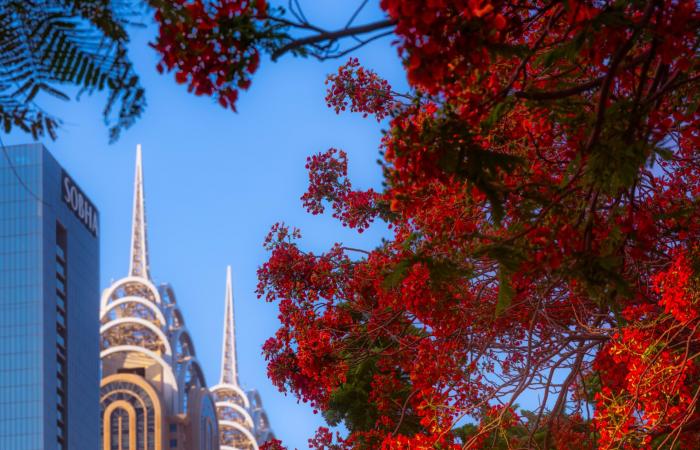 belbalady مصور يوثّق مشاهد حالمة لأشجار "الشعلة" في دبي