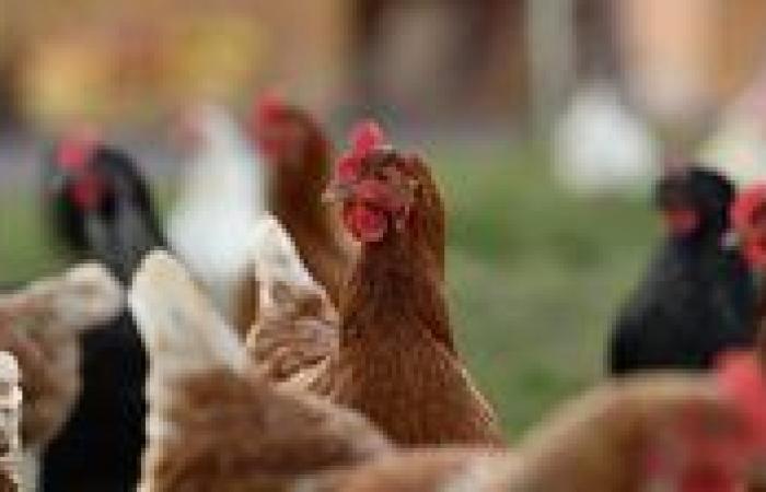 بالبلدي: أسعار
      الدواجن
      والبيض
      اليوم
      الأربعاء
      12
      -
      8
      -
      2026
