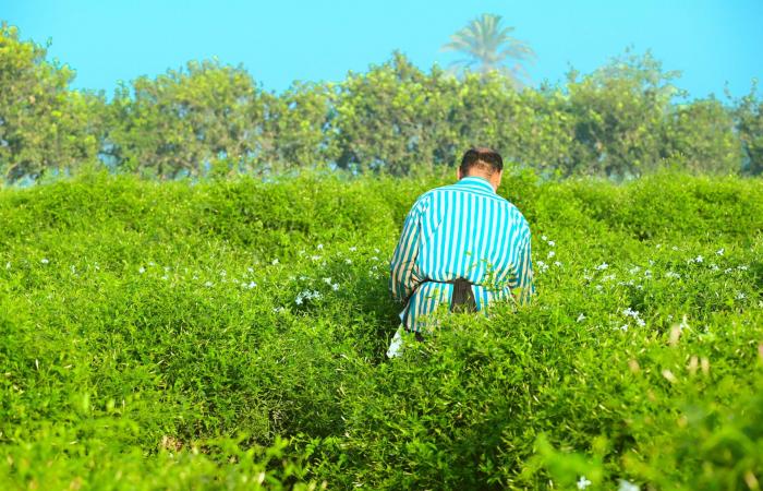 بالبلدي: حيث تبدأ رحلة أفخم العطور.. مصورة مصرية توثق كفاح مزارعي الياسمين في ريف مصر