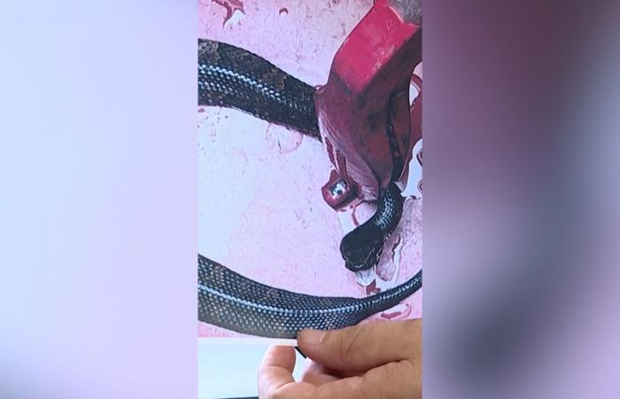 belbalady شاهد.. لاعب كرة قدم يكتشف ثعباناً شديد السمية داخل خوذته