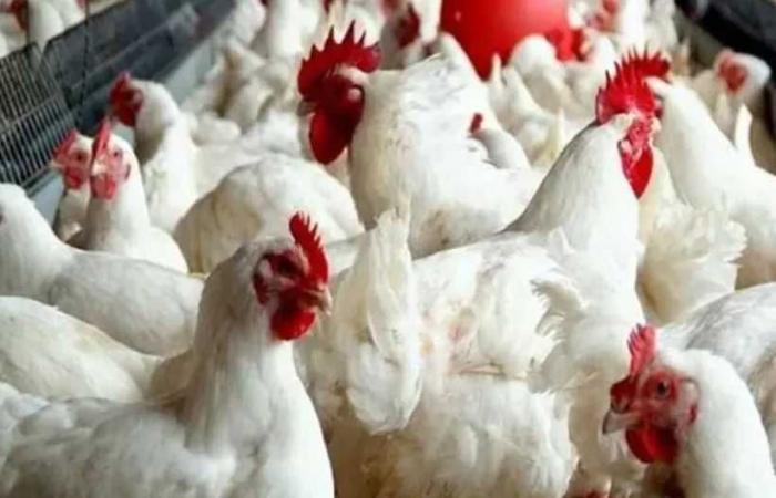 رئيس
      شعبة
      الدواجن:
      سعر
      الكيلو
      59
      جنيها
      بالمزرعة..
      والتكلفة
      الفعلية
      تصل
      إلى
      75