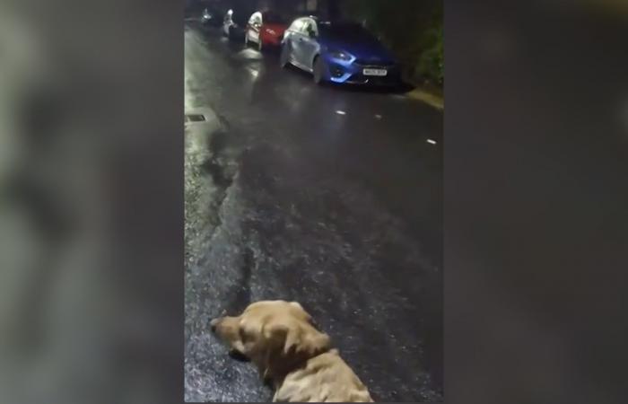 بالبلدي: هرب من الشرطة بسكوتر كهربائي وكلبه دلّهم على منزله.. شاهد ماذا حدث