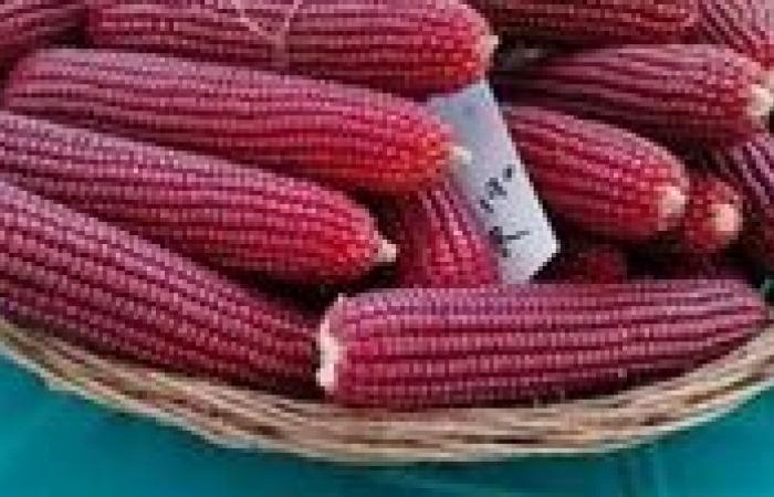 بالبلدي: "الزراعة"
      تُطلق
      فعاليات
      يوم
      الحقل
      السنوي
      للذرة
      والأرز
      بسخا
      لتعزيز
      الأمن
      الغذائي