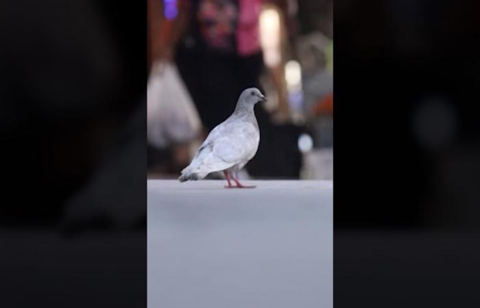 بالبلدي: مدينة فيلادلفيا تقدّم جولة سياحية للحمام.. ما سر الهوس بها؟