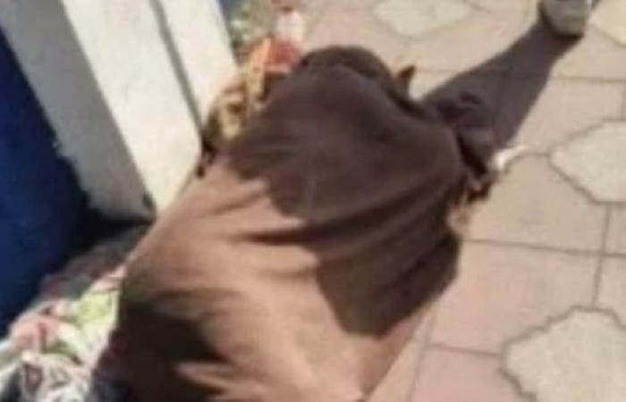 بالبلدي : بعد
      انتشار
      صورته
      بالسوشيال
      ميديا..
      كشف
      ملابسات
      ظهور
      شخص
      نائما
      على
      رصيف
      بالبحيرة