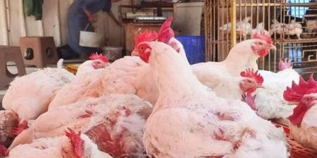 بالبلدي: انخفاض
أسعار
الفراخ
البيضاء
اليوم
بقيمة
5
جنيهات
في
محلات
الدواجن