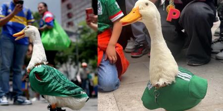 بالبلدي: ميرلين البطة.. تعرف على التميمة غير الرسمية لمنتخب المكسيك