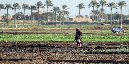 بالبلدي: بعد ثلاث وفيات.. ظهور "الكوبرا" يثير حالة من القلق في قرى مصرية