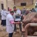 الزراعة:تكثّف
جهود
الرعاية
التناسلية
والتحسين
الوراثي
للماشية
خلال
مايو