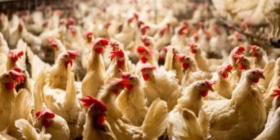 بالبلدي: انخفاض
      جديد
      في
      الأسواق..
      أسعار
      الفراخ
      والأجزاء
      والبيض
      اليوم
      الثلاثاء
      في
      مصر
