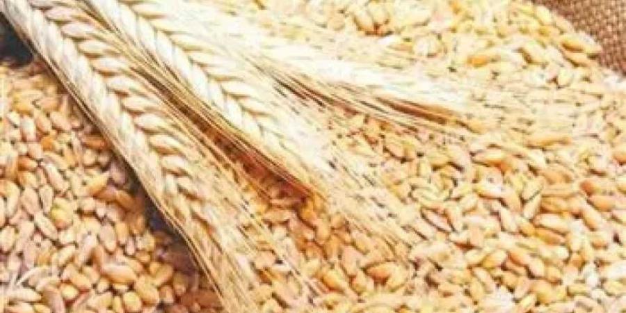 موسم
      القمح
      في
      تونس..
      إنتاج
      واعد
      رغم
      ارتفاع
      التكاليف